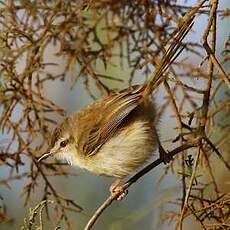 Prinia modeste