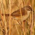 Prinia modeste