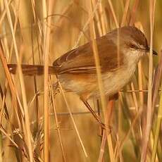 Prinia modeste