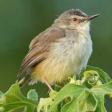 Prinia modeste
