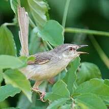 Prinia modeste