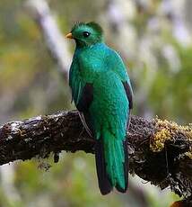 Quetzal resplendissant