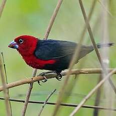 Sénégali à tête rouge