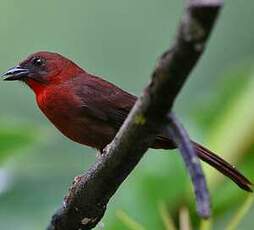 Tangara à gorge rouge