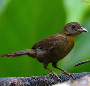 guêpière rouge gorge