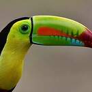 Toucan à carène
