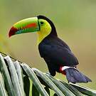 Toucan à carène