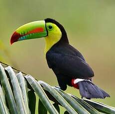 Toucan à carène