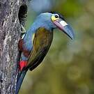 Toucan montagnard
