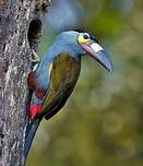 Toucan montagnard