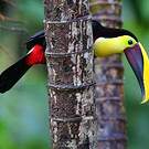 Toucan tocard
