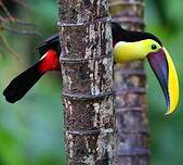 Toucan tocard