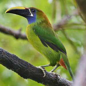 Toucanet à gorge bleue