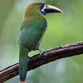 Toucanet à gorge bleue