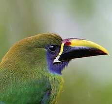 Toucanet à gorge bleue