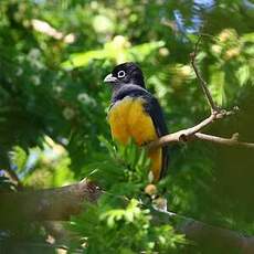 Trogon à tête noire