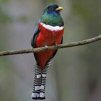 Trogon rosalba