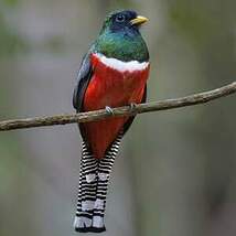Trogon rosalba