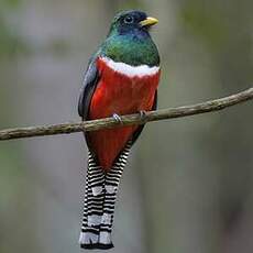 Trogon rosalba