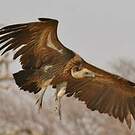 Vautour africain