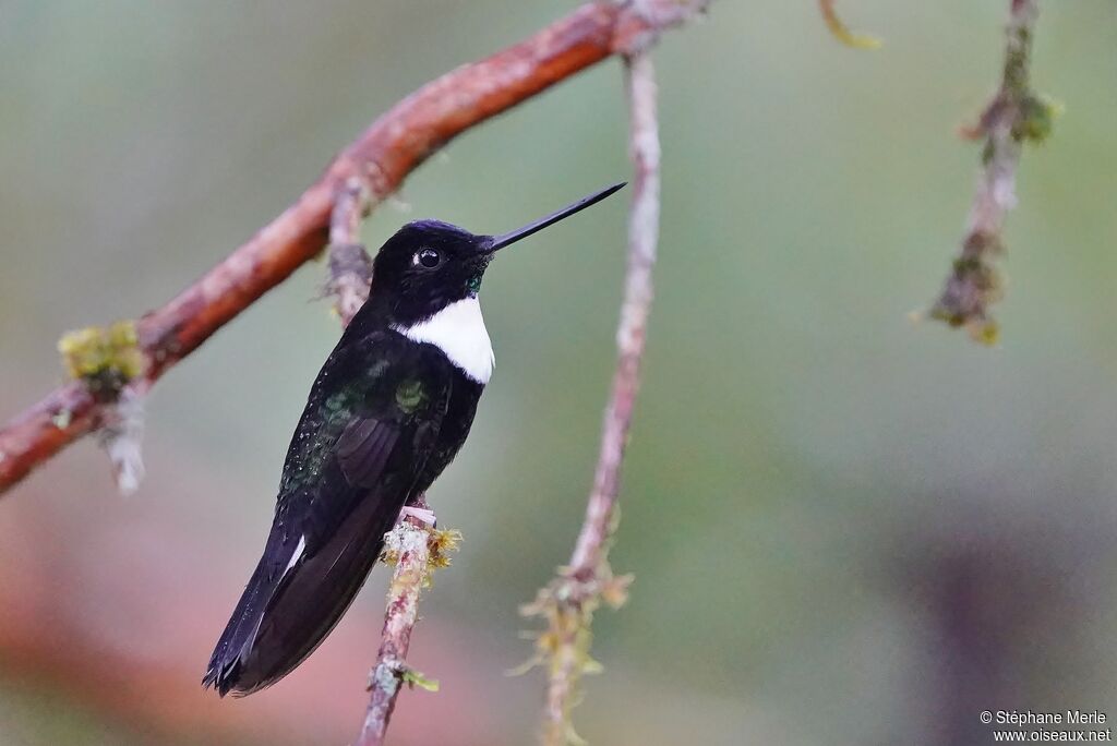 Collared Inca male adult