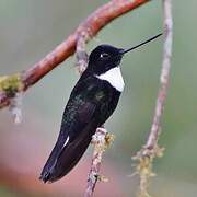 Collared Inca