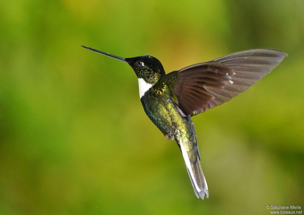 Collared Inca male adult