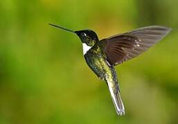 Collared Inca