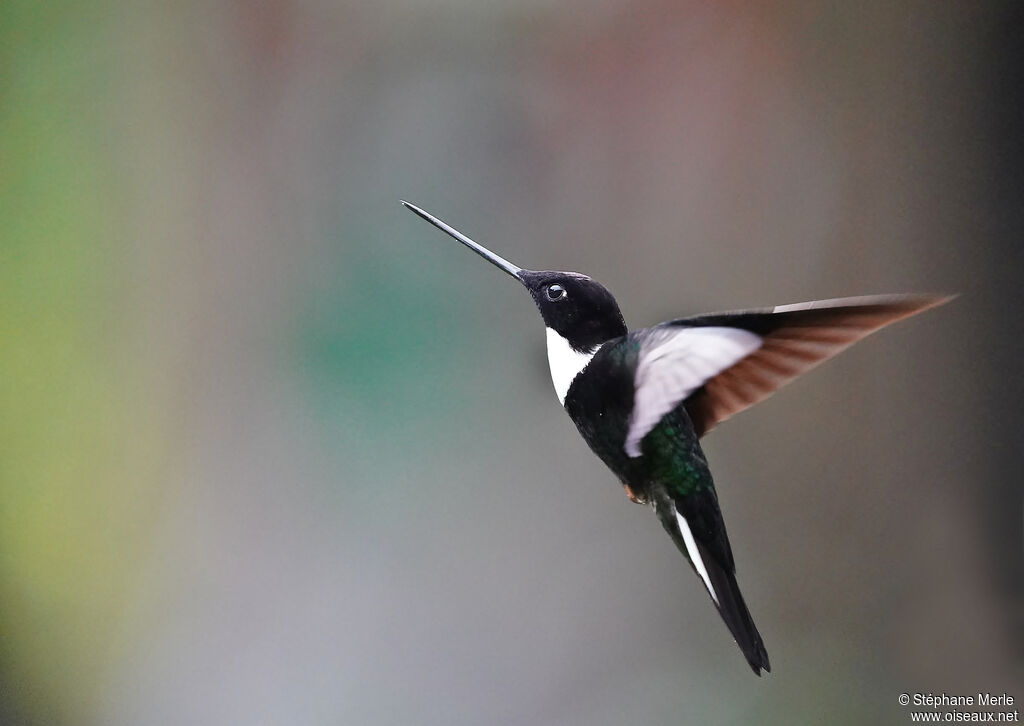 Collared Inca male adult