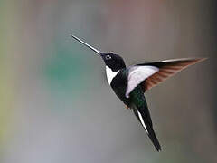 Collared Inca