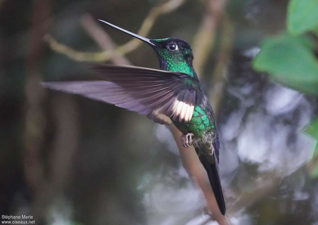 Buff-winged Starfrontlet male adult, identification