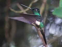 Buff-winged Starfrontlet