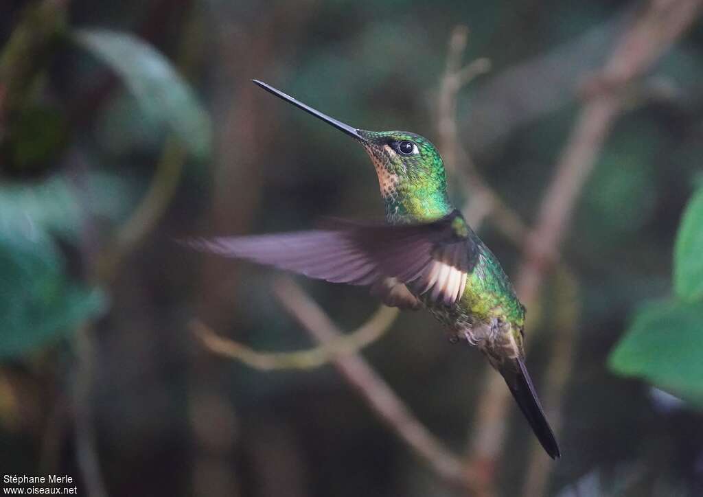 Buff-winged Starfrontlet female adult, pigmentation, Flight