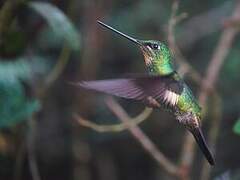 Buff-winged Starfrontlet