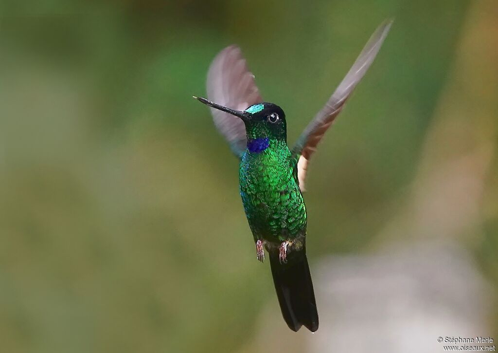 Inca à gemme bleue mâle adulte nuptial