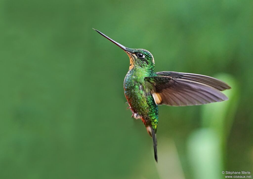 Buff-winged Starfrontlet female adult