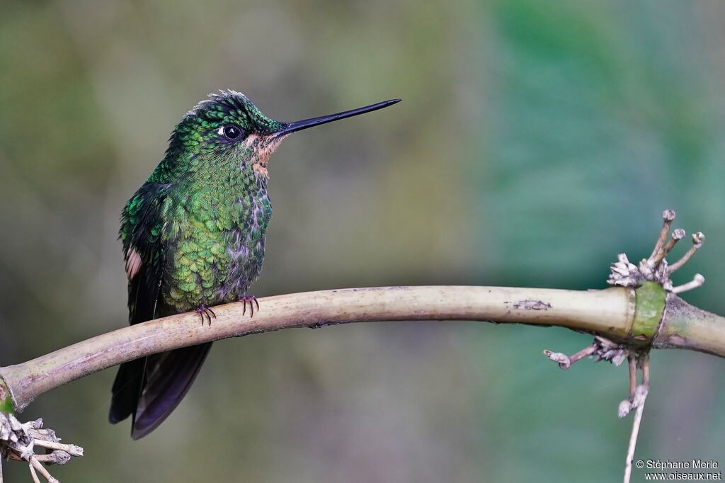 Buff-winged Starfrontlet female adult