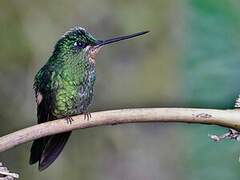 Buff-winged Starfrontlet