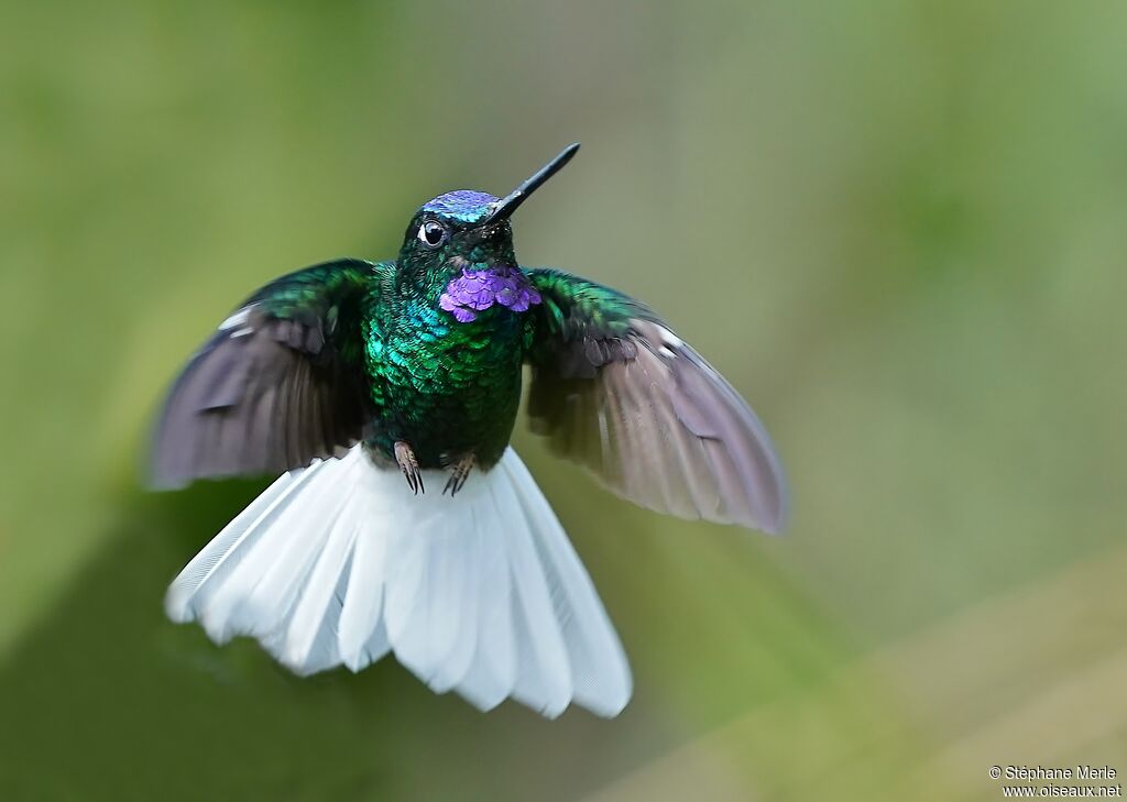 White-tailed Starfrontlet male adult