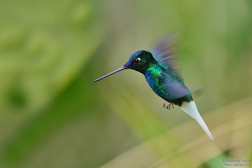 White-tailed Starfrontlet male adult