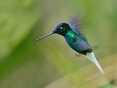 White-tailed Starfrontlet