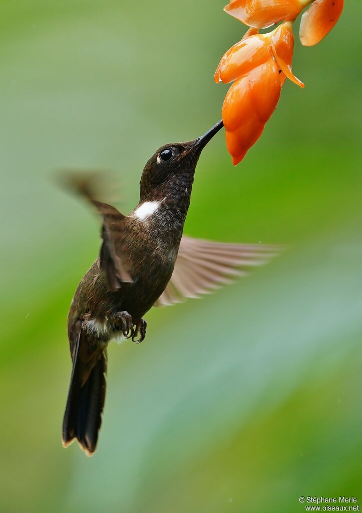 Brown Incaadult