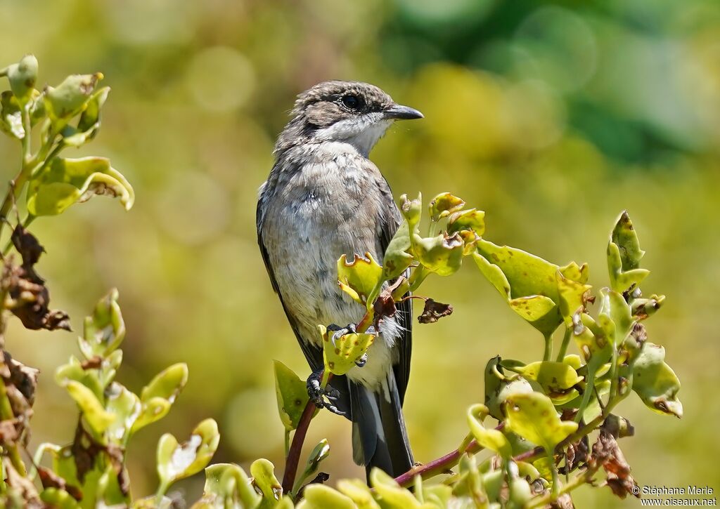 Brown-backed Honeybirdadult