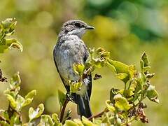 Brown-backed Honeybird