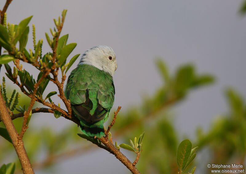 Grey-headed Lovebird male adult
