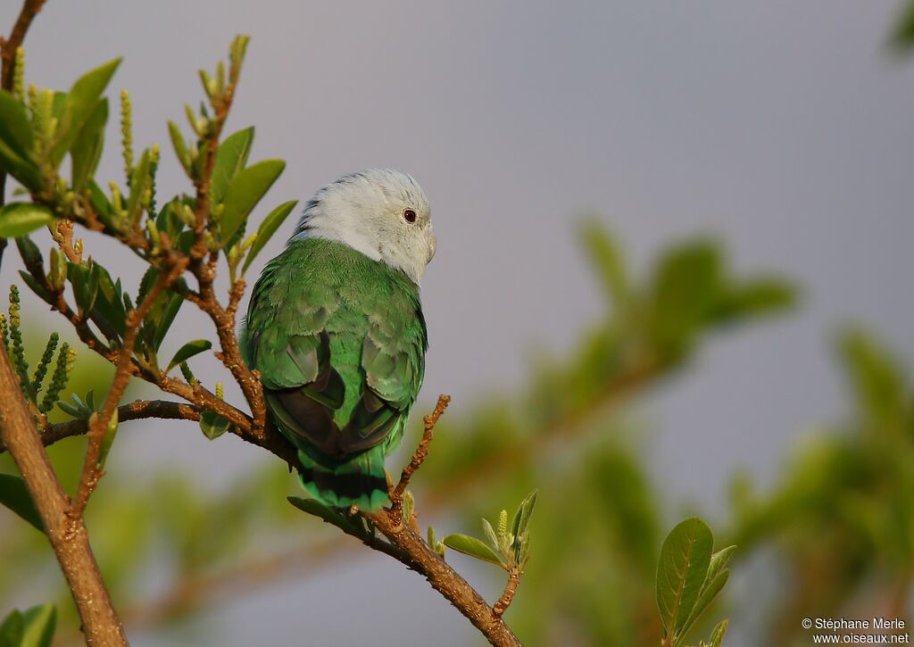 Grey-headed Lovebird male adult