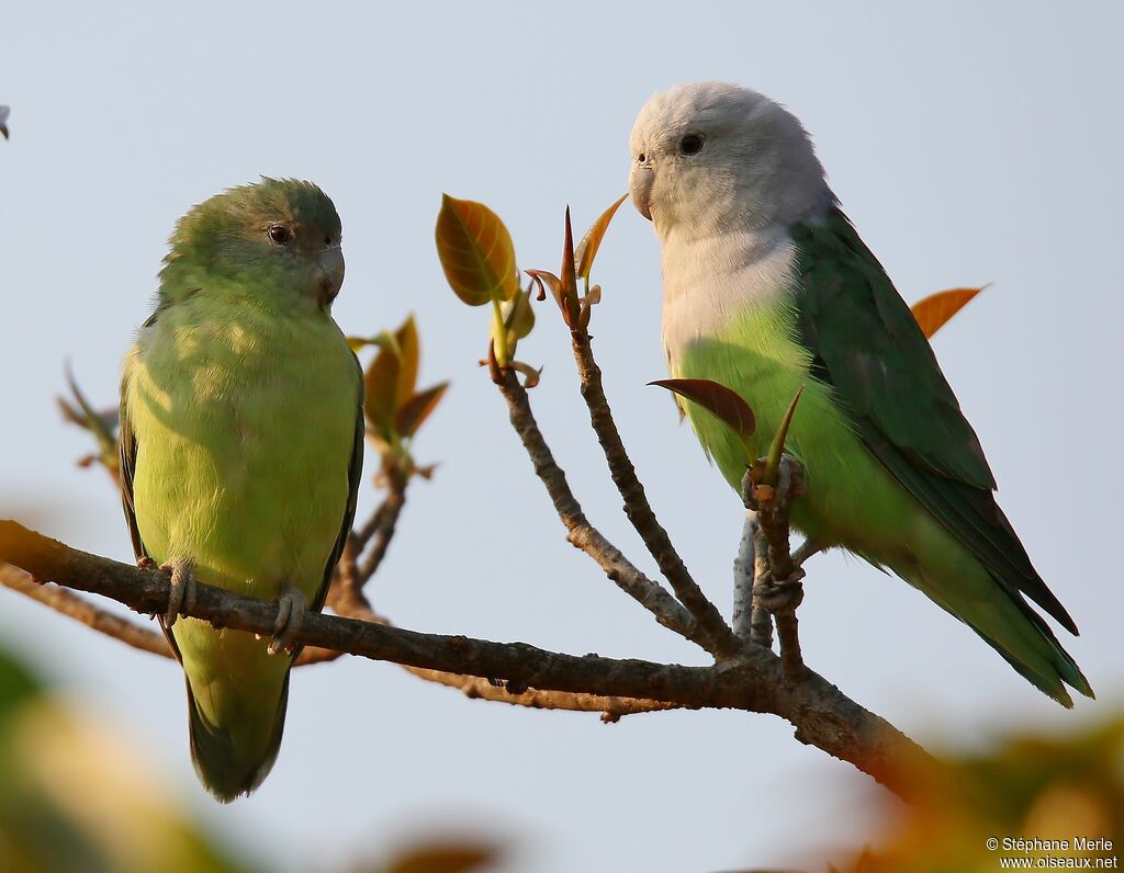 Grey-headed Lovebirdadult