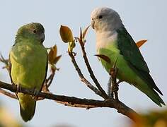 Grey-headed Lovebird