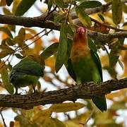 Lilian's Lovebird