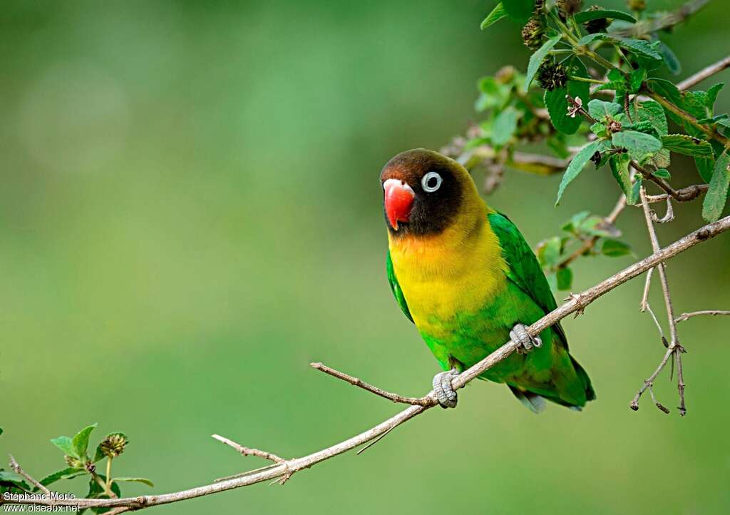 Yellow-collared Lovebirdadult, habitat, pigmentation